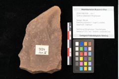 Foto (Objekt + Etikett) von Quercus palaeoilex Ettingshausen (NHMW-GEO-2024-0188-0938)